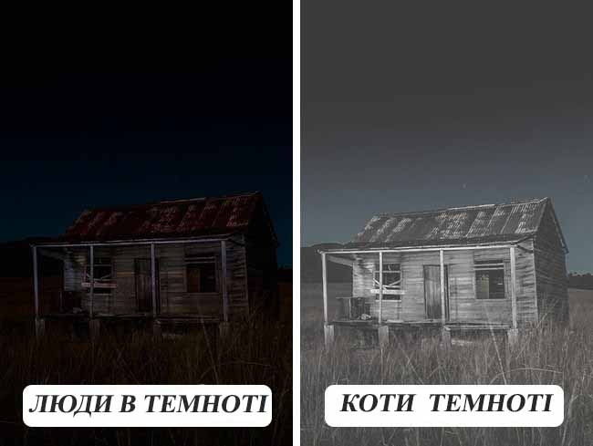 10 фотографій про те, як бачать тварини
