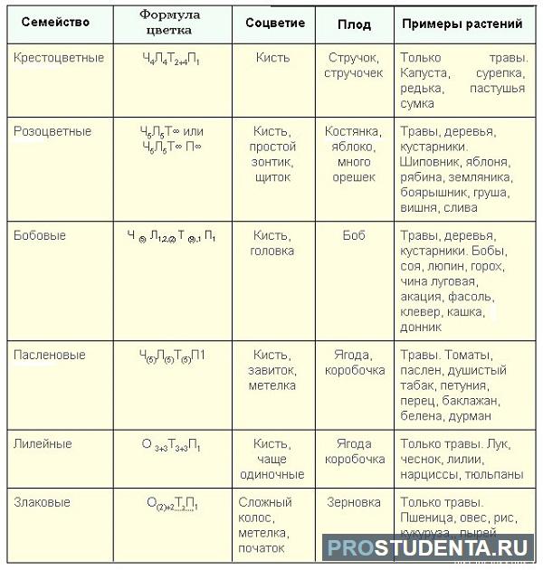 Будова квітки - Яка будова квітки?