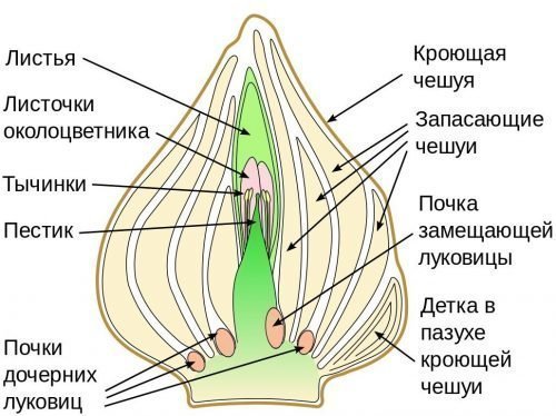 Будова квітки - Яка будова квітки?