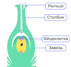 Будова квітки - Яка будова квітки?