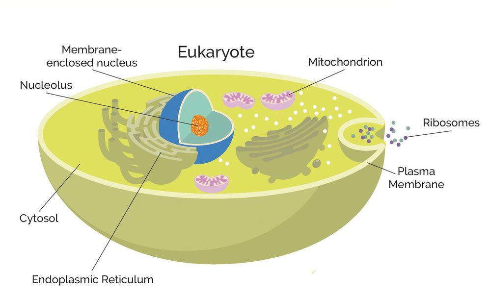 Еукаріоти - Що таке еукаріоти?