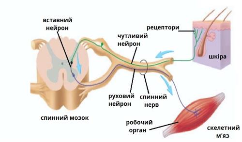 Рефлекторна дуга - Яка будова рефлекторної дуги?