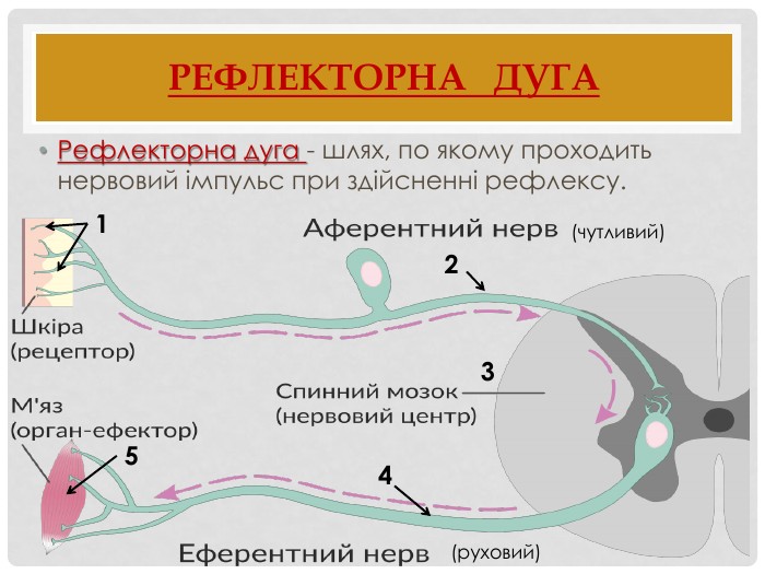 Рефлекторна дуга - Яка будова рефлекторної дуги?